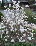 magnolia in the spring