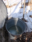 Maple Syrup Bucket