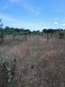 shaded garden