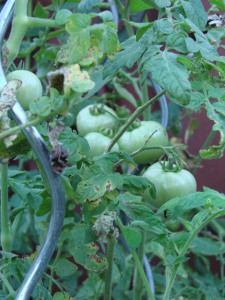tomato plant